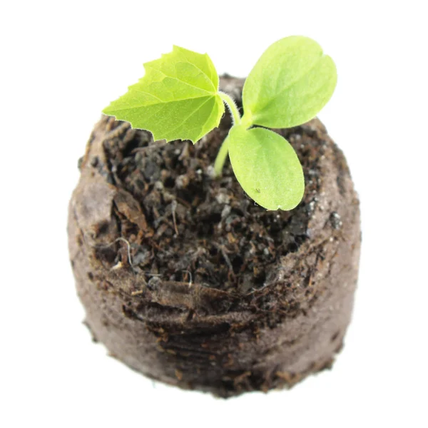 Piantina di semenzaio di Cucamelon (Melothria scabra) con due foglie verdi di cotiledone e vera foglia in zolla di terreno isolata su fondo bianco — Foto Stock
