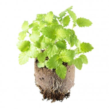 Ortak balm (Melissa officinalis) beyaz arka plan üzerinde izole toprak Kesek fide