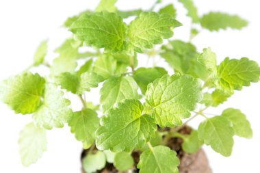 Yeşil taze melissa izole üzerinde beyaz arka plan bırakır. Genç bitkilerin ortak balm (Melissa officinalis)