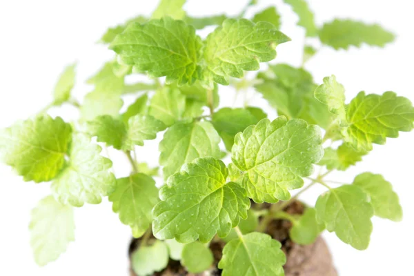 Green fresh melissa leaves isolated on white background. Young plants of common balm (Melissa officinalis) — Stock Photo, Image