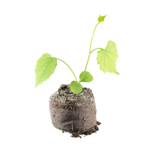 Seedling of Cucamelon (Melothria scabra) in clod of soil isolated on white background — Stock Photo, Image