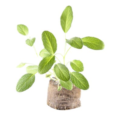 Beyaz arka plan üzerinde izole genç ortak adaçayı (Salvia officinalis) bitkiler