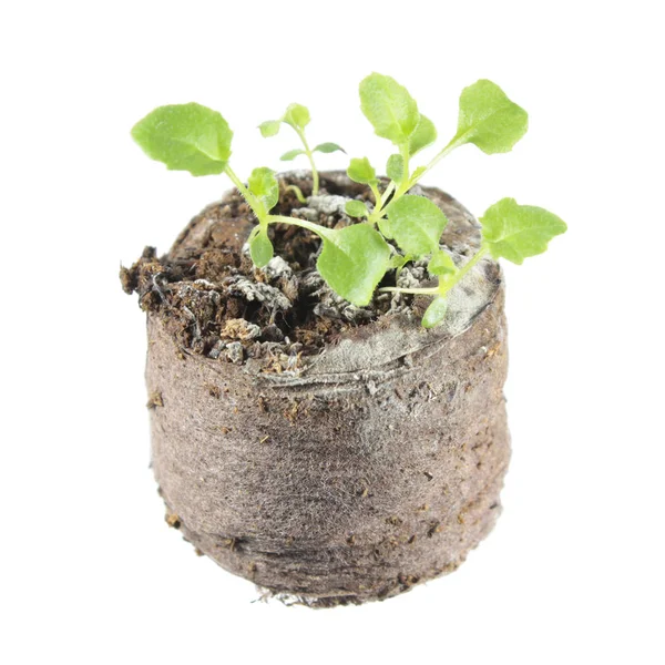 Sadzonka bellflower pierścień (Symphyandra pendula) w grudki gleby na białym tle — Zdjęcie stockowe