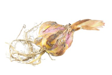 Beyaz arka plan üzerinde izole Bahçe lily ampul