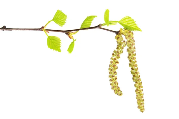 Gałąź brzozy z kotki i świeżych zielonych liści na białym tle — Zdjęcie stockowe