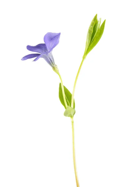 Gewöhnliches Immergrün (vinca minor) isoliert auf weißem Hintergrund. Pflanze mit einer blauen Blume — Stockfoto