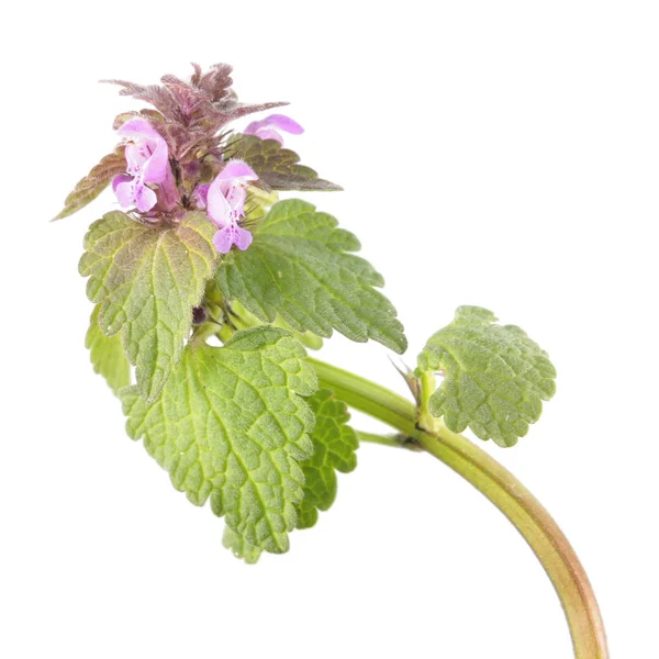 Urtiga morta roxa (Lamium purpureum) isolada sobre fundo branco. Planta medicinal e invasiva — Fotografia de Stock