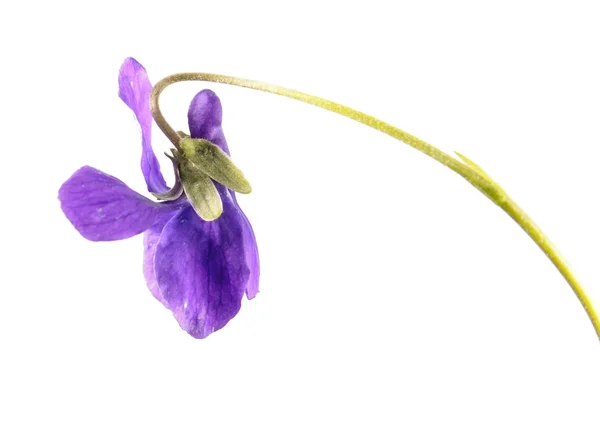 Violette des bois (Viola odorata) isolée sur fond blanc — Photo