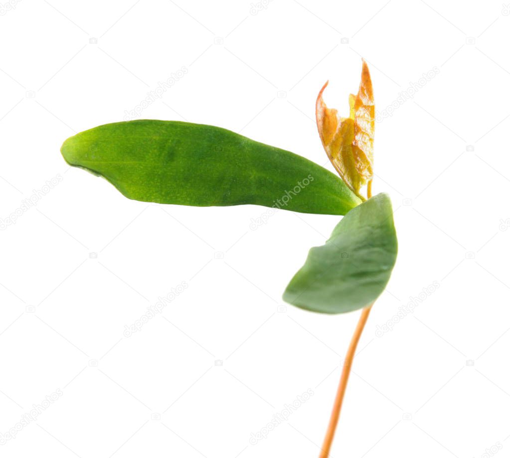 Seedling of Norway maple (Acer platanoides) with two green cotyledon leaves and true leaf isolated on white background