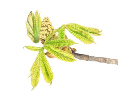 At kestanesi çiçek tomurcukları ve beyaz arka plan üzerinde izole genç yeşil yaprakları ile Şubesi