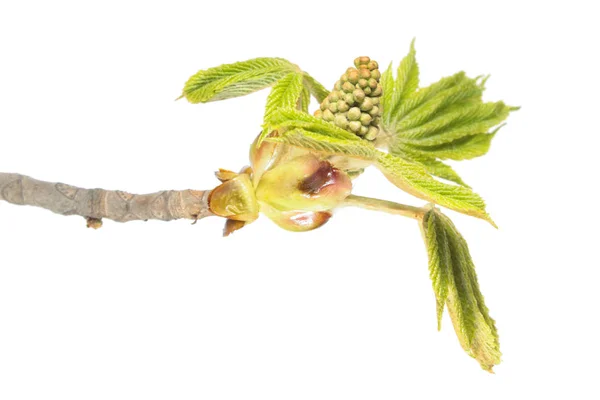 Rama de castaño de Indias con capullos florales y hojas verdes jóvenes aisladas sobre fondo blanco — Foto de Stock