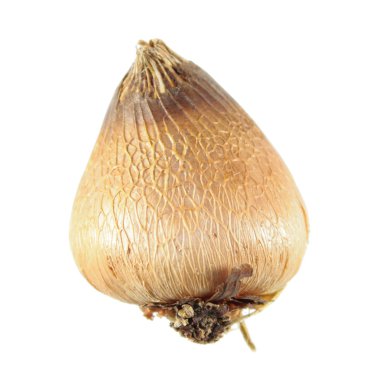 Beyaz arka plan üzerinde izole ampul Abyssinian Glayöl (Acidanthera veya Glayöl murielae)