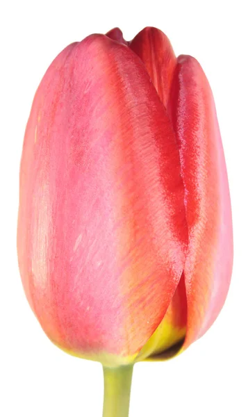 Červený Tulipán květ Detail izolovaných na bílém pozadí — Stock fotografie