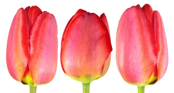 Tři červené tulipány detail izolovaných na bílém pozadí — Stock fotografie