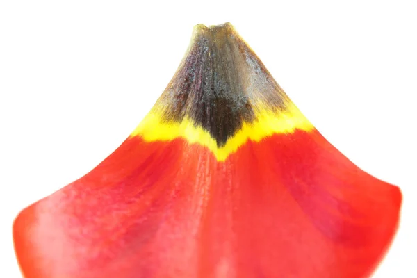 Composición floral abstracta de una combinación de colores rojo, amarillo y negro sobre el pétalo de un tulipán. Pétalo de un tulipán rojo aislado sobre un fondo blanco — Foto de Stock