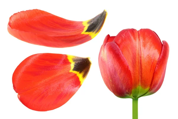 Flor tulipa vermelha e pétalas closeup isolado no fundo branco — Fotografia de Stock