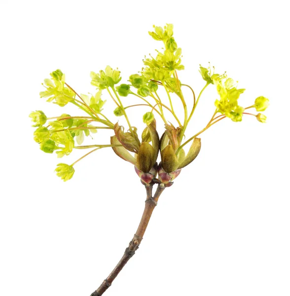 Цветы Норвегии клен (Acer platanoides) изолированы на белом фоне — стоковое фото