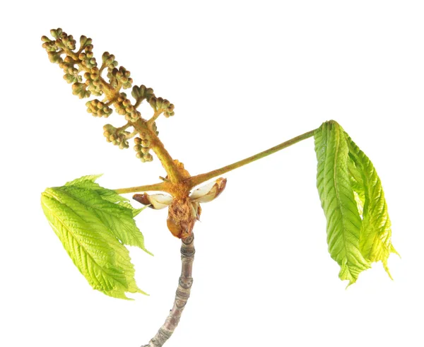 Tak van paardekastanje met bloemknoppen en jonge groene bladeren geïsoleerd op witte achtergrond — Stockfoto