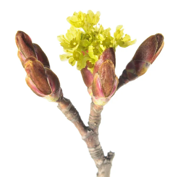 Flowers of Norway maple (Acer platanoides) isolated on white background — Stock Image Flowers of Norway maple (Acer platanoides) isolated on white background Stock Picture