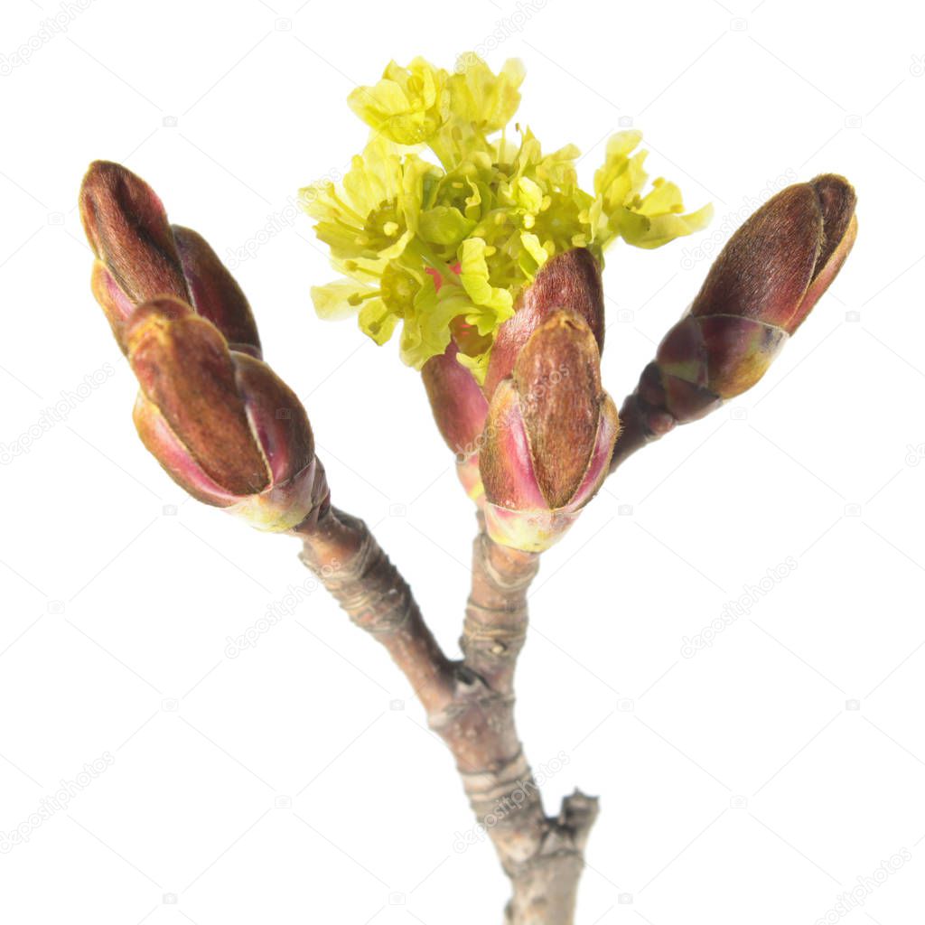 Flowers of Norway maple (Acer platanoides) isolated on white background