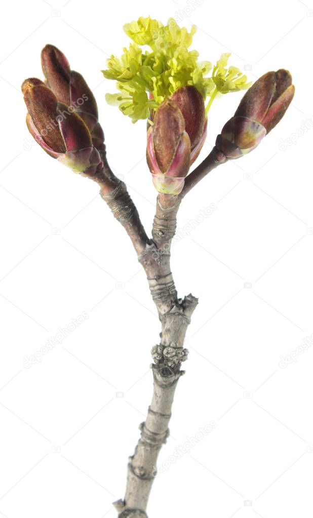 Branch of Norway maple (Acer platanoides) with flowers isolated on white background