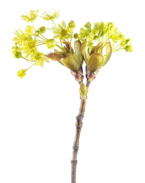 挪威枫树（橡胶树）分枝，花朵在白色背景上被分离出来 — 图库照片