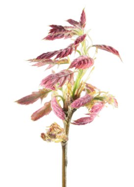 İzole üzerinde beyaz arka plan bahar şube meşe (Quercus rubra) ile genç kırmızımsı bırakır