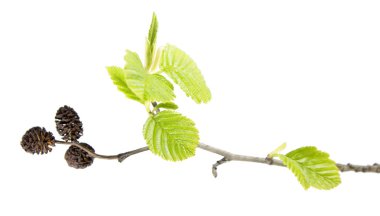 Olgun koniler ve beyaz arka plan üzerinde izole yeşil yaprakları ile gri kızılağaç (Alnus incana) Şubesi