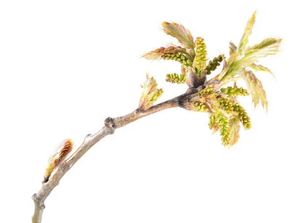 Rama primaveral de roble (Quercus rubra) con hojas jóvenes rojizas y amentos aislados sobre fondo blanco — Foto de Stock