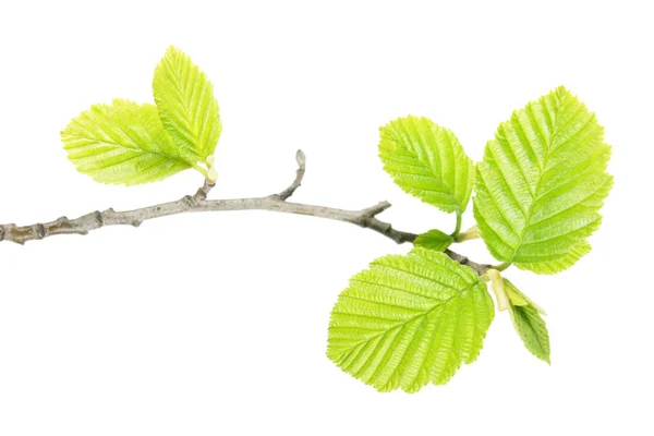 Alder branch with green leaves isolated on white background — Stock Photo, Image