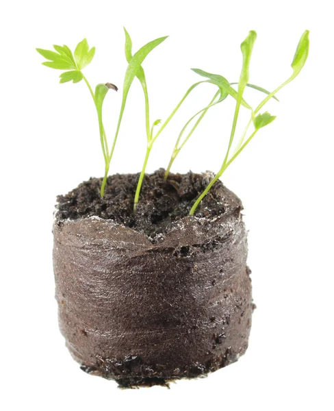 Seedling of lovage (Levisticum officinale) in clod of soil isolated on white background — Stock Photo, Image