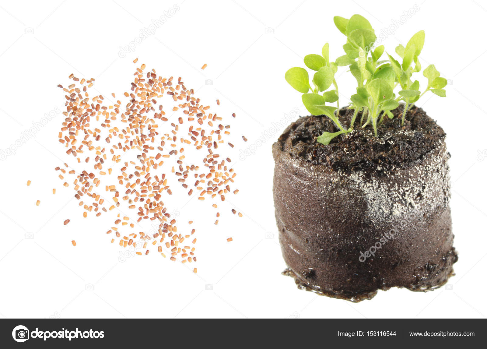 Digitalis Purpurea Seedlings