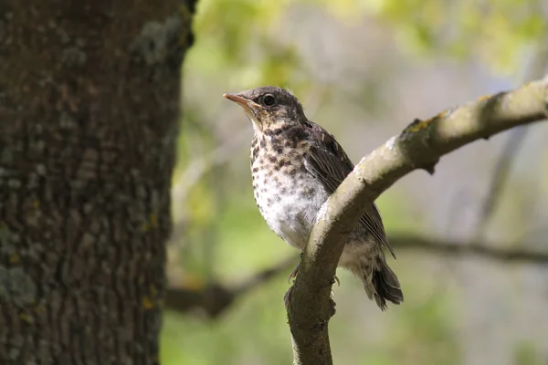 Juvenil de Fieldfare (Turdus pilaris) en el árbol — Foto de Stock