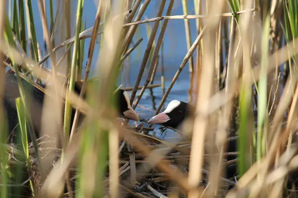 The male Eurasian coot takes care of the female on the nest in the reeds — Stock Photo, Image