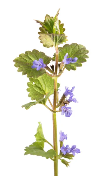 Alan merhem veya zemin-sarmaşık (Glechoma hederacea) beyaz arka plan üzerinde izole. Tıbbi bitki — Stok fotoğraf