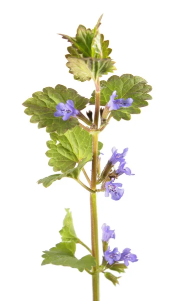 Bálsamo de campo ou hera-terra (Glechoma hederacea) isolado sobre fundo branco. Planta medicinal — Fotografia de Stock