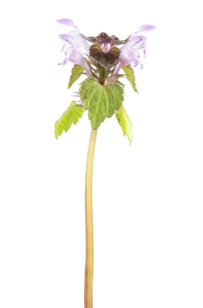 Фиолетовая мертвая крапива (Lamium purpureum) выделена на белом фоне. Лекарственное и инвазивное растение — стоковое фото