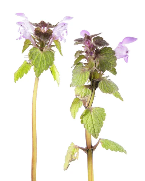 Μωβ νεκρούς-Τσουκνίδα (διαφοροποιημένου purpureum) απομονωμένα σε λευκό φόντο. Φαρμακευτικές και επεμβατικές φυτό — Φωτογραφία Αρχείου
