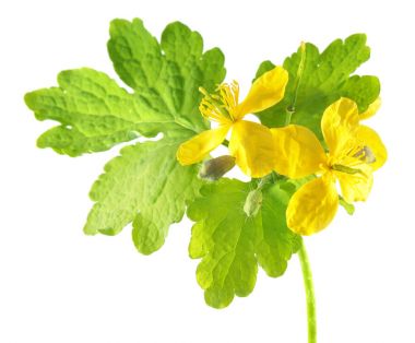Beyaz arka planda daha büyük celandine veya tetterwort (Chelidonium majus) izole edilmiştir. Sarı çiçekli ve yeşil yapraklı şifalı bitki.