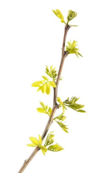 春天枝头的嫩叶上白色背景孤立刺槐 （四倍体刺槐） — 图库照片