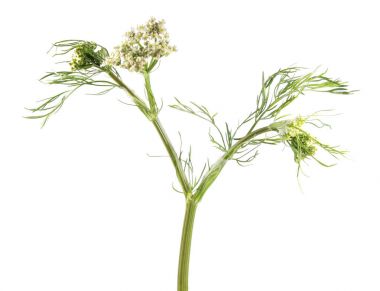 Çiçek yabani havuç (Daucus carota) beyaz arka plan üzerinde izole. Tıbbi bitki