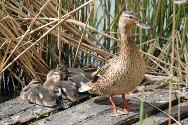 Kadın yeşilbaş veya yaban ördeği (Anas platyrhynchos) ile ördek yavrusu