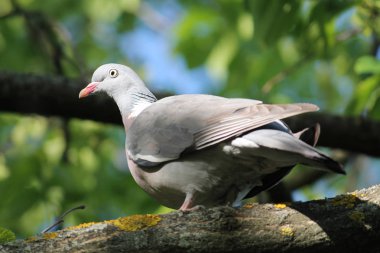 Tahtalı (Columba palumbus) üzerinde bir ağaç dalı