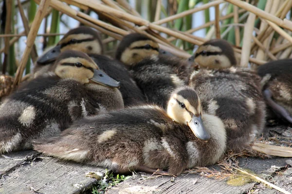 Ducklings of mallard or wild duck (Anas platyrhynchos) — Stock Photo, Image