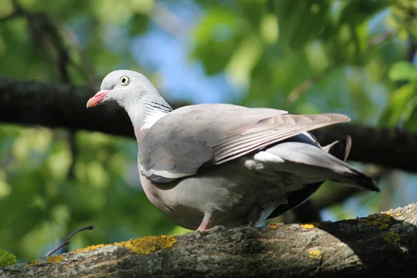 Paloma de madera común (Columba palumbus) en una rama de árbol — Foto de Stock