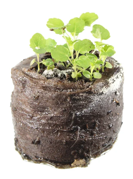 Planta cultivada de sementes de hissopo gigante mexicano (Agastache mexicana) em torrão de solo isolado sobre fundo branco — Fotografia de Stock