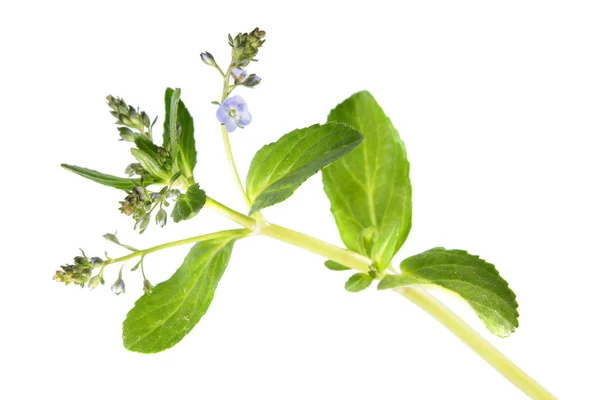 Beyaz arka plan üzerinde izole brooklime veya Avrupa speedwell (Veronica beccabunga). Tıbbi bitki — Stok fotoğraf