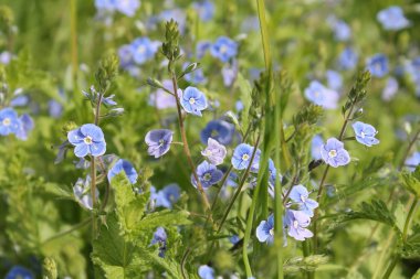 Küçük mavi çiçekli yeşil çayır. Germander speedwell (Veronica otu çiçek)