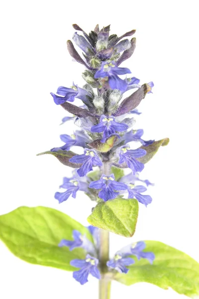 孤立在白色背景上的蓝色号角 （筋骨草绢）。药用植物 — 图库照片