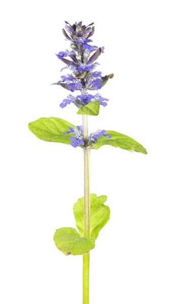 Tromba blu (Ajuga reptans) isolata su sfondo bianco. Pianta medicinale — Foto Stock